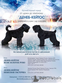 Photo №1. terrier noir russe - à vendre en ville de Irkoutsk | négocié | Annonce №9203