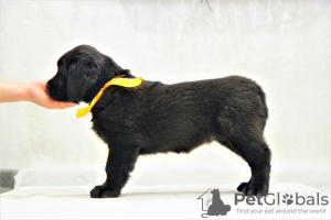 Photo №4. Je vais vendre buryat wolfhound mongol en ville de Наро-Фоминск. annonce privée, de la fourrière - prix - 796€