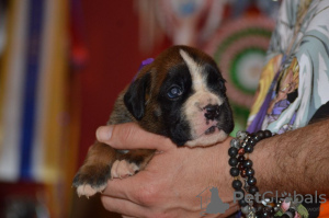 Photo №1. boxer - à vendre en ville de Берлинген | 1000€ | Annonce №121980