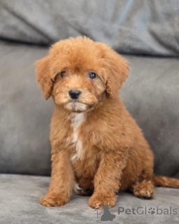 Photo №4. Je vais vendre caniche (jouet) en ville de Borough de Londres de Camden. annonce privée - prix - 350€