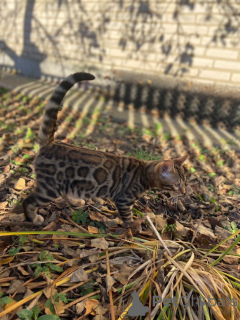 Photos supplémentaires: Mâle bengal pour élevage ou animal de compagnie