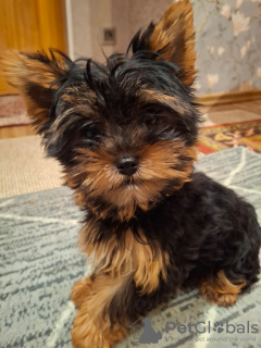 Photo №1. biewer yorkshire terrier, yorkshire terrier - à vendre en ville de Riga | 600€ | Annonce №130086