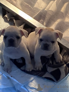 Photo №1. bouledogue - à vendre en ville de Leipzig | 1063€ | Annonce №132760