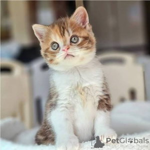 Photo №2 de l'annonce № 173805 de la vente british shorthair - acheter à La Grande-Bretagne annonce privée, éleveur