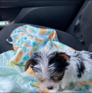 Photo №2 de l'annonce № 137414 de la vente yorkshire terrier - acheter à Pays Bas éleveur