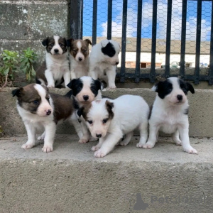 Photo №1. border collie - à vendre en ville de Everton | 550€ | Annonce №13499