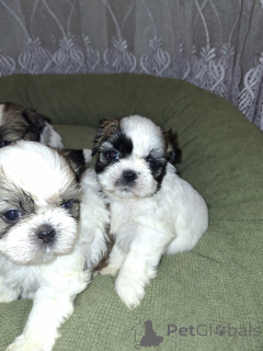 Photo №3. Chiots Shih Tzu de race pure idéaux.. Lituanie