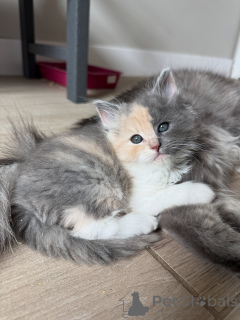 Photo №2 de l'annonce № 154914 de la vente sibérien - acheter à Allemagne éleveur