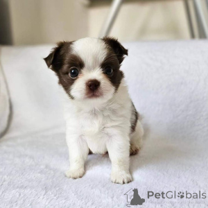 Photo №3. Chihuahua Welpen Zur adoption. Allemagne