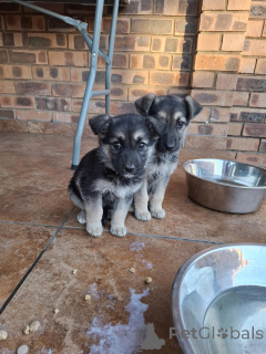 Photo №1. berger allemand - à vendre en ville de Allentown | négocié | Annonce №170299