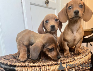 Photo №2 de l'annonce № 139928 de la vente teckel - acheter à Allemagne annonce privée