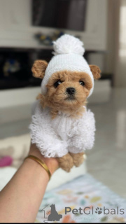 Photo №3. Une fille maltaise. Allemagne