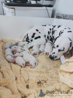 Photo №1. dalmatien - à vendre en ville de Scarborough | 473€ | Annonce №111705