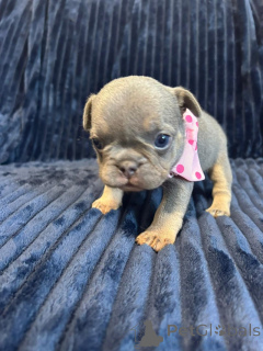 Photo №3. Mini Babies Frenchie à vendre. USA