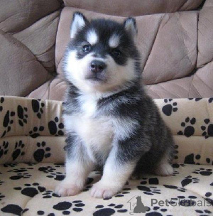 Photo №1. husky de sibérie - à vendre en ville de Wienerwald | 350€ | Annonce №170144