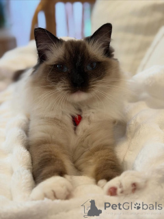 Photo №1. ragdoll - à vendre en ville de Stassen | négocié | Annonce № 156475