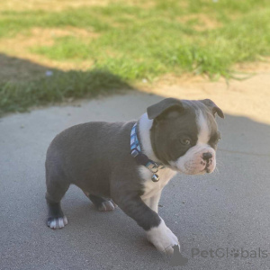 Photo №1. terrier de boston - à vendre en ville de Aldershot | 450€ | Annonce №176478