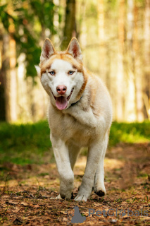 Photos supplémentaires: Le beau husky Hart est entre de bonnes mains