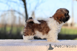 Photo №1. shih tzu - à vendre en ville de Paris | négocié | Annonce №162513