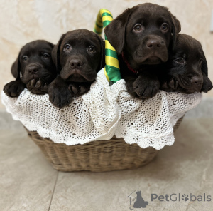 Photo №3. Chiots de Labrador au chocolat. Fédération de Russie