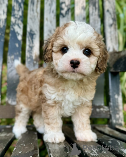 Photo №1. cavalier king charles spaniel - à vendre en ville de Paris | négocié | Annonce №115397