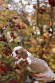 Photos supplémentaires: cavalier roi Charles Spaniel