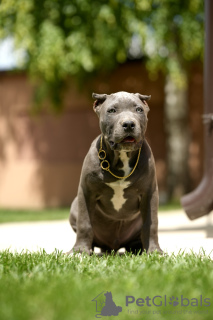 Photos supplémentaires: Chiots American Bully XL