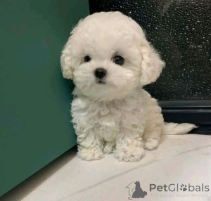 Photo №1. bichon maltais - à vendre en ville de Helsinki | 550€ | Annonce №163772
