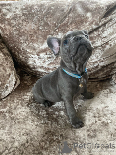 Photo №1. bouledogue - à vendre en ville de Glasgow | 450€ | Annonce №115333