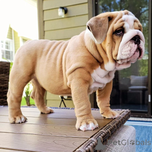 Photo №1. bulldog anglais - à vendre en ville de Vergina | négocié | Annonce №170474