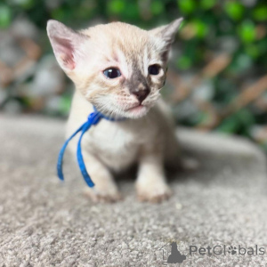 Photo №2 de l'annonce № 152770 de la vente bengal - acheter à France annonce privée