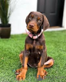 Photo №2 de l'annonce № 169387 de la vente dobermann - acheter à La finlande annonce privée, éleveur