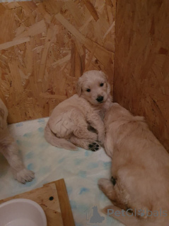 Photo №3. Mini chiots Goldendoodle. Belgique