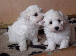 Photo №1. bichon à poil frisé - à vendre en ville de Algermissen | 350€ | Annonce №147557