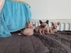 Photo №1. sphynx - à vendre en ville de Starnberg | négocié | Annonce № 32650