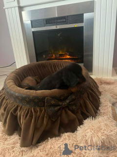 Photo №1. teckel - à vendre en ville de Nouveau jardin | négocié | Annonce №165686