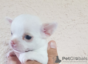 Photo №3. Mini Chihuahuas. Serbie