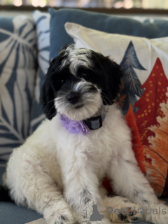 Photo №1. labradoodle - à vendre en ville de Kilkenny | négocié | Annonce №156280