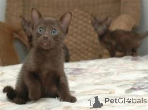 Photo №1. havana brown - à vendre en ville de Dresde | 750€ | Annonce № 160459