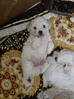 Photo №1. bichon à poil frisé - à vendre en ville de Castrop-rauxel | 580€ | Annonce №175722