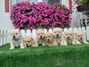 Photo №1. chow-chow - à vendre en ville de Sabor | négocié | Annonce №155713