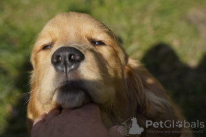 Photos supplémentaires: Filles Golden Retriever