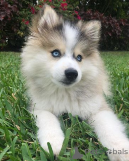 Photo №2 de l'annonce № 158984 de la vente chien bâtard - acheter à Estonie annonce privée, éleveur