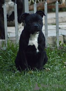 Photo №3. Bull terrier du Staffordshire. Fédération de Russie