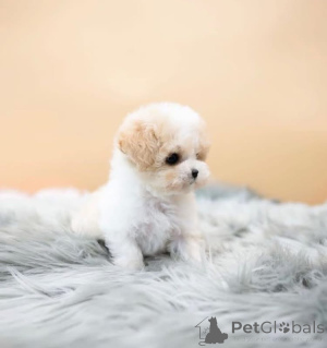 Photo №1. caniche (jouet) - à vendre en ville de Ohio | 969€ | Annonce №168226