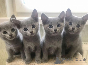 Photo №1. bleu russe - à vendre en ville de Brême | négocié | Annonce № 164201