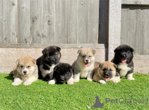 Photo №1. akita (chien) - à vendre en ville de Celle | 350€ | Annonce №154433