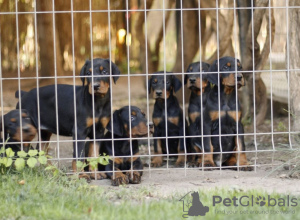 Photos supplémentaires: Chiots Dobermann