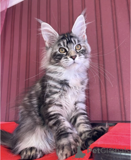 Photo №1. maine coon - à vendre en ville de Bellaire | 533€ | Annonce № 161773