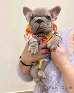 Photo №2 de l'annonce № 173353 de la vente bouledogue - acheter à Irlande annonce privée